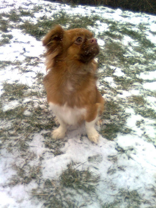 Daisy