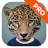 Animal Face Full1.4.v7a
