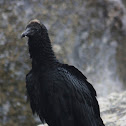 Jote de Cabeza Negra / Black Vulture