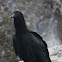 Jote de Cabeza Negra / Black Vulture