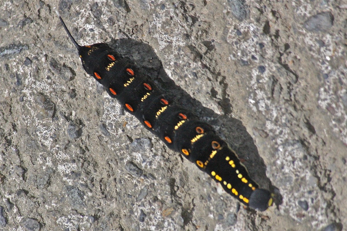Impatiens Hawk Moth caterpillar