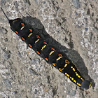 Impatiens Hawk Moth caterpillar