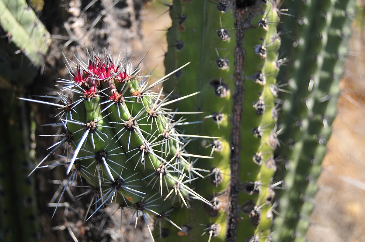 Pitayo (Pitaya Cactus)