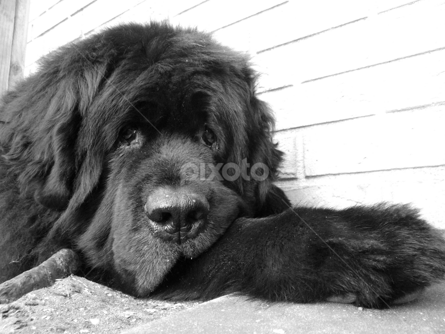 sad dogs black and white