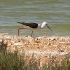 Black-winged Stilt (female?)