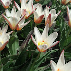 Kaufmanniana Tulip