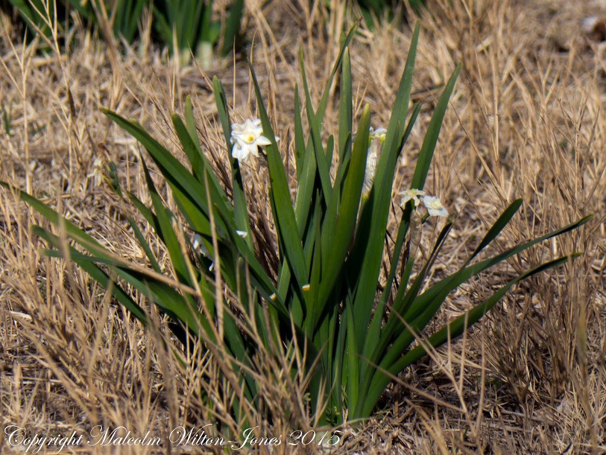 Polyanthus Narcissus, Rose of Sharon