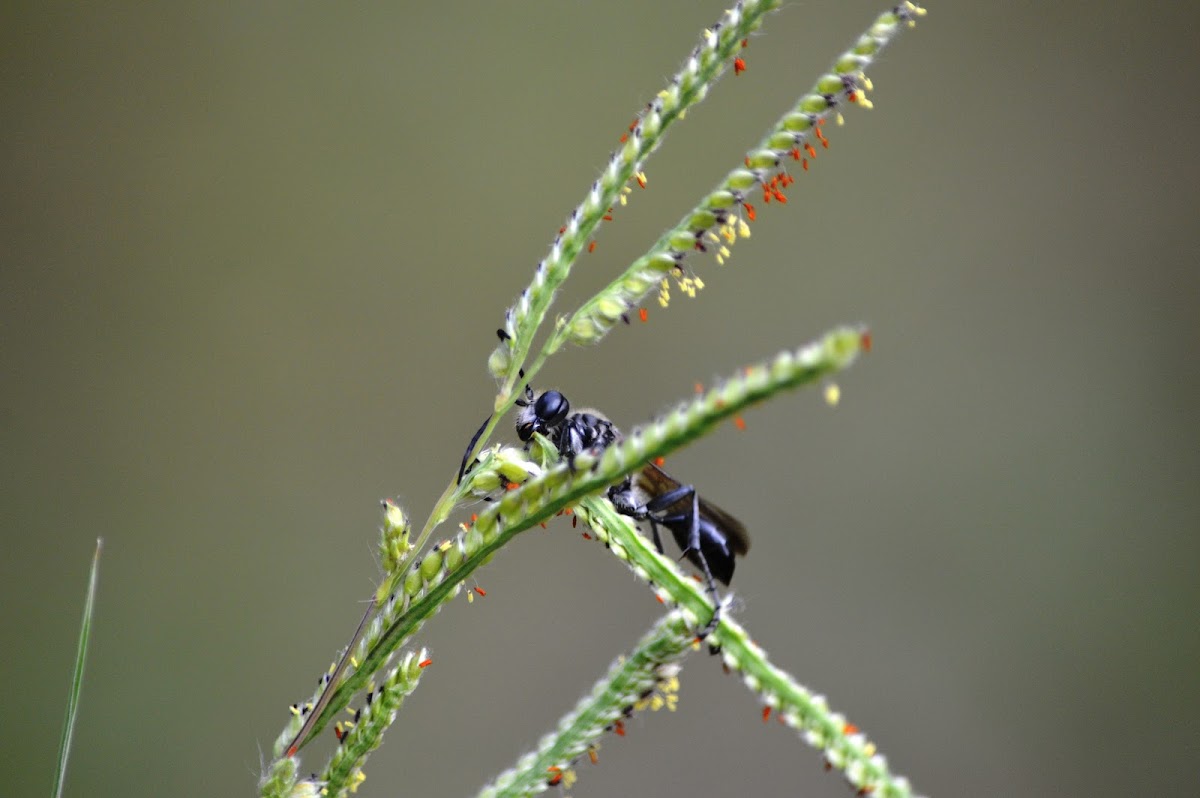 Black Digger Wasp