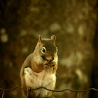 American Red Squirrel