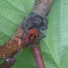 Red backed jumping spider