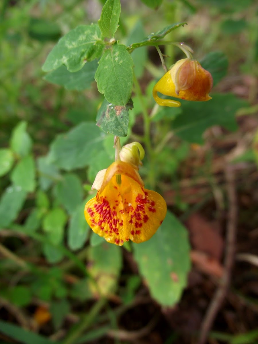 Jewelweed, Spotted Touch-Me-Not