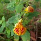 Jewelweed, Spotted Touch-Me-Not