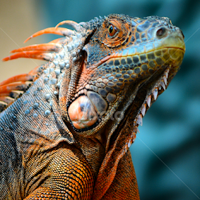 Red Iguana by Ajar Setiadi - Animals Reptiles