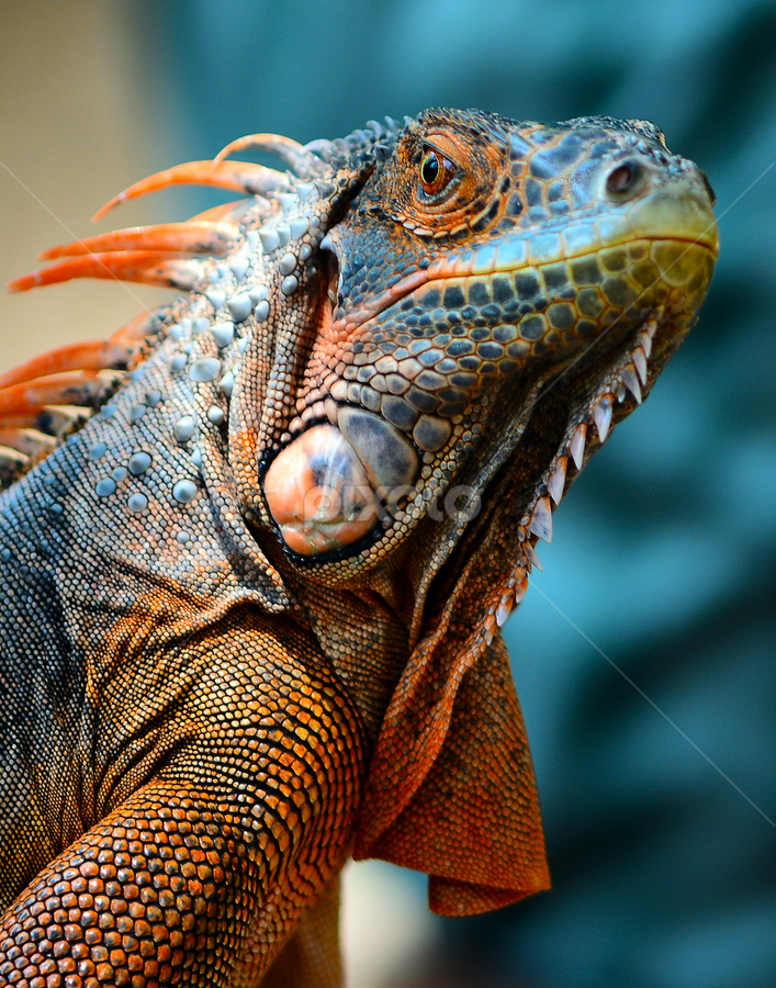 Red Iguana by Ajar Setiadi - Animals Reptiles