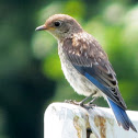 Eastern Bluebird (juvenile)