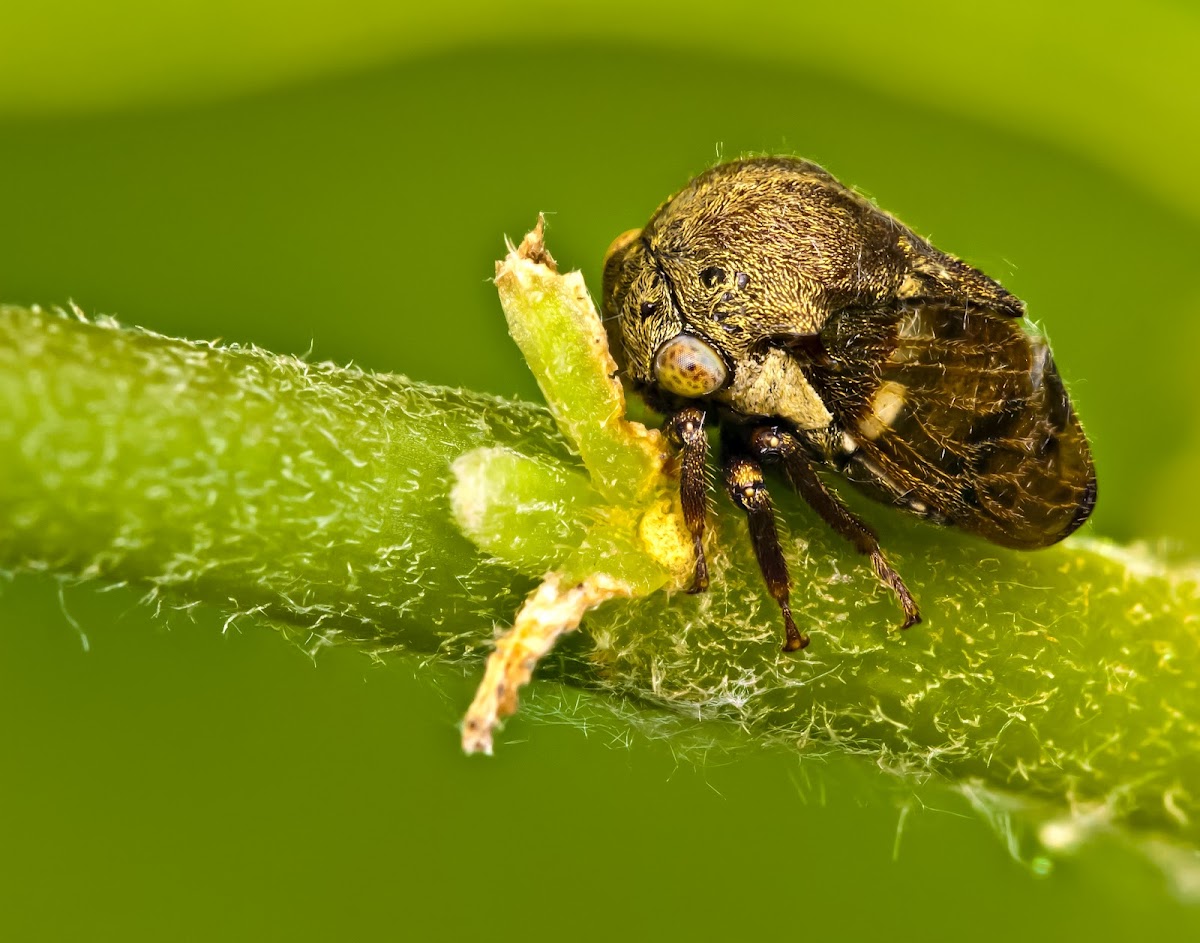 Treehopper