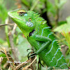 Green Forest Lizard