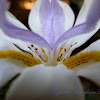 Large Wild Iris