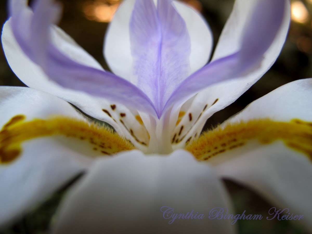 Large Wild Iris