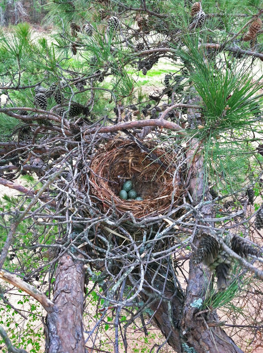 American Crow nest with eggs