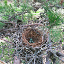 American Crow nest with eggs