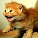 Cute Kittens HD Wallpapers icon