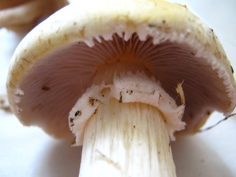 Agaricus?  View of cap underside and ring.