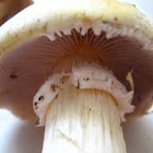 Agaricus?  View of cap underside and ring.