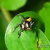 Velvet ant mimic jumping spider