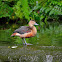 Lesser Whistling Duck