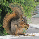 Fox Squirrel eating sunflower seeds (video)