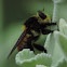 Robber Fly