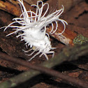White Moth Bug (Flatid Planthopper - Nymphal form)