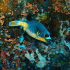 Blackspotted puffer