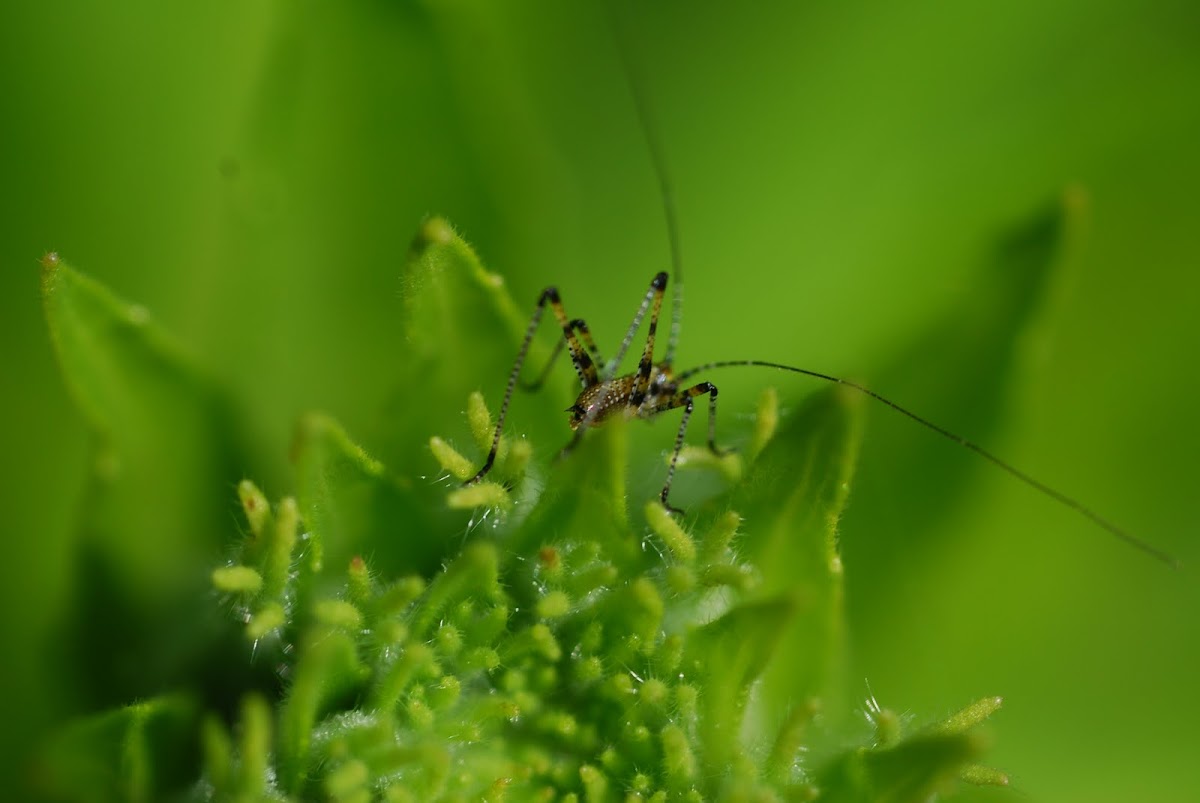speckled bush-cricket nymph, Zartschreckennymphe