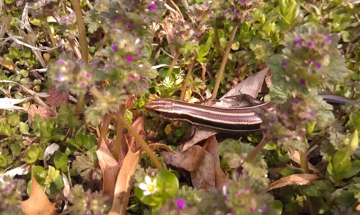 American five-lined skink