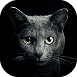 Cover Image of डाउनलोड एक बिल्ली खोजें 2.5.12 APK