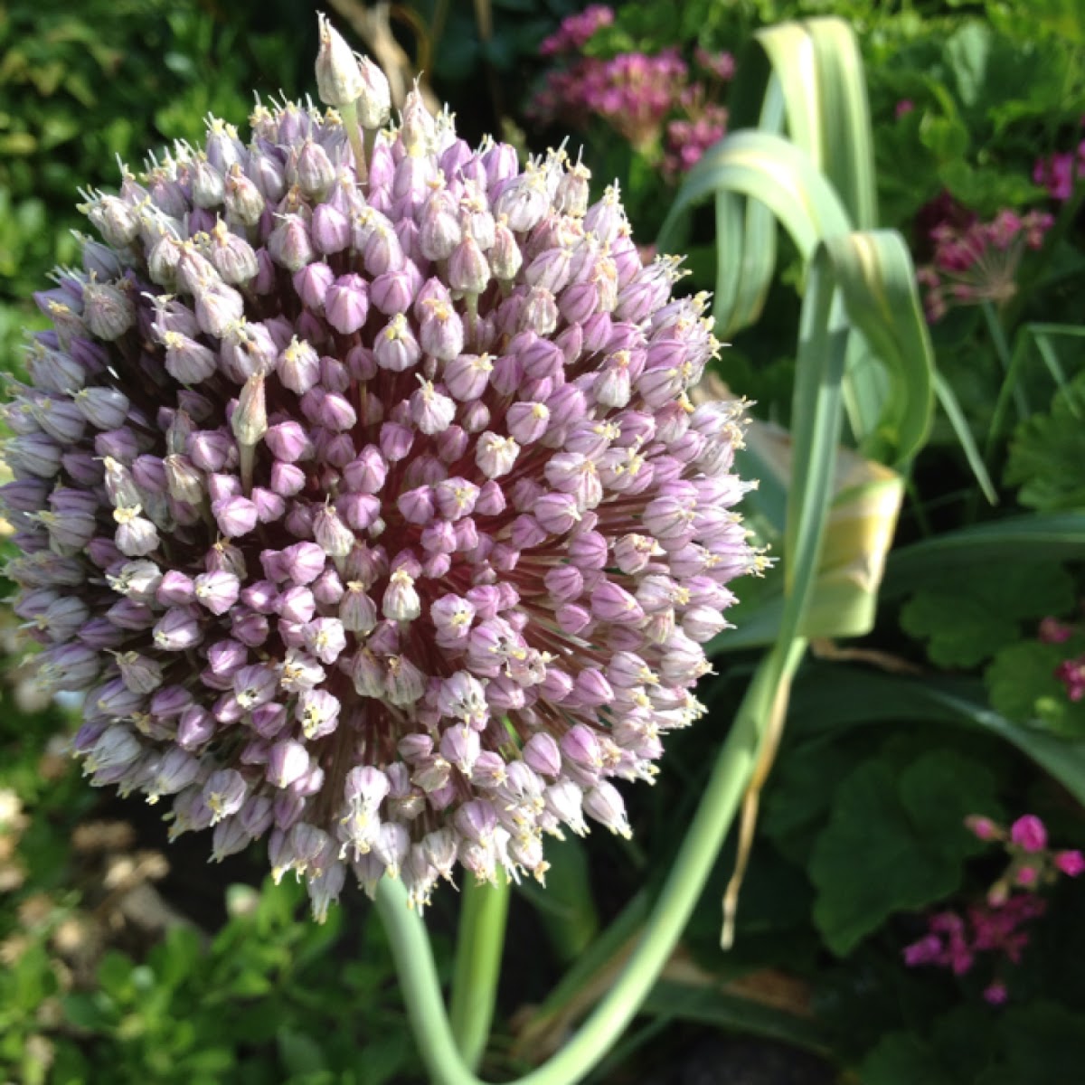 Allium