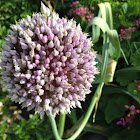 Allium