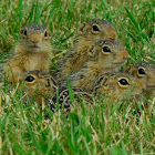Thirteen-lined ground Squirrel