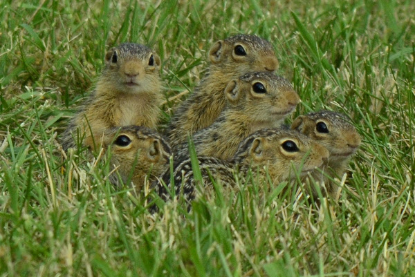 Thirteen-lined ground Squirrel | Project Noah