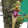 Orquídea epifita