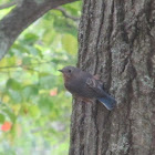 Eastern Bluebird (female)