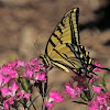 Two-Tailed Swallowtail