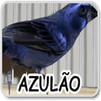 Songs of birds from Brazil APK 電影海報圖片