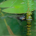 yellow-bellied toad