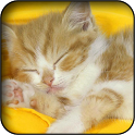 Cats Wallpapers icon