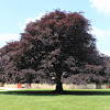 Copper Beech Tree