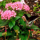 Spicebush Swallowtail