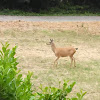 Columbian Black-tailed Deer